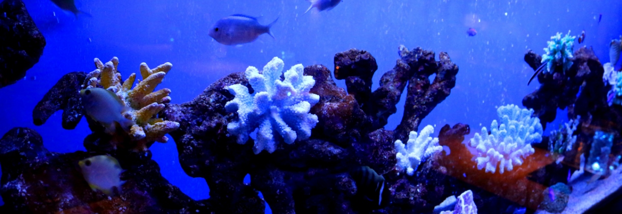 Dining bar Deep blue