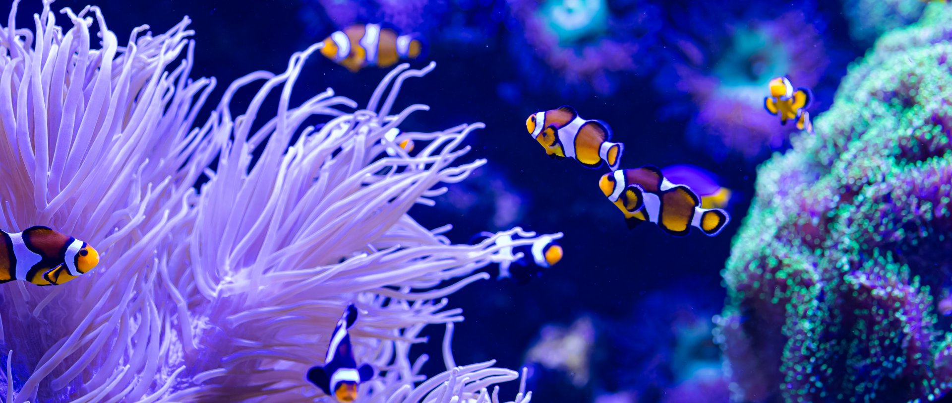 Dining bar Deep blue