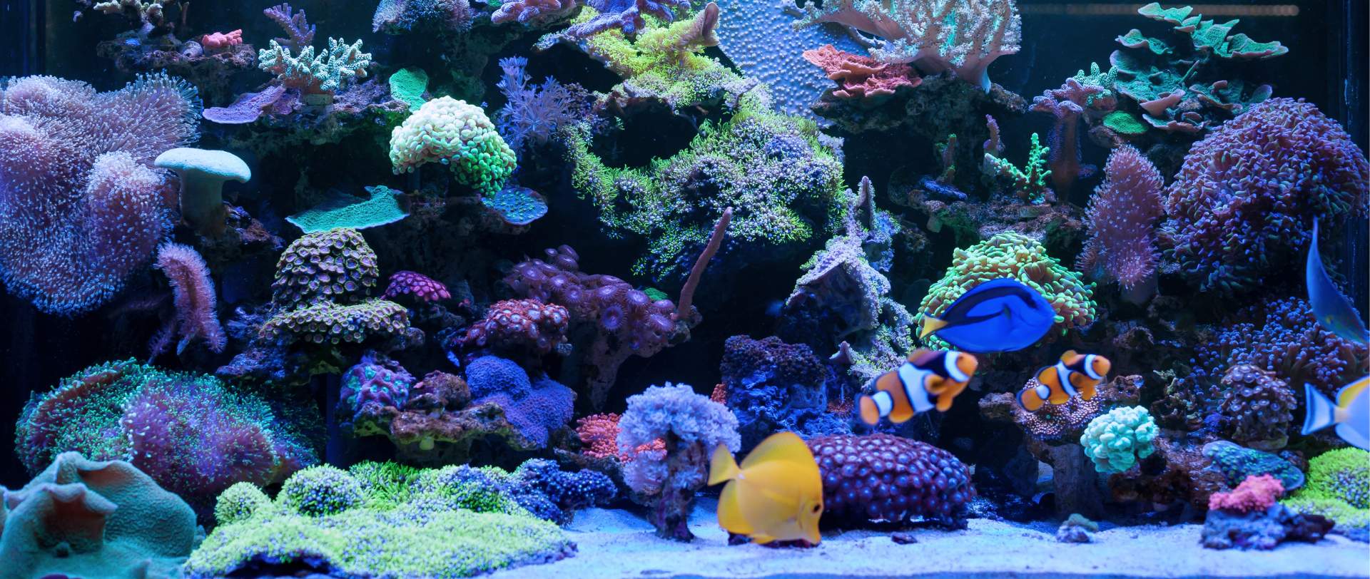 Dining bar Deep blue