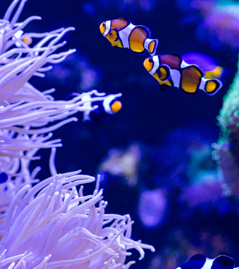 Dining bar Deep blue