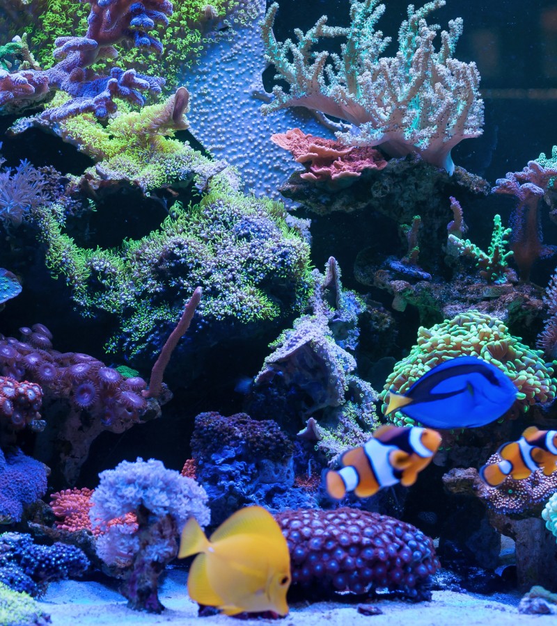 Dining bar Deep blue